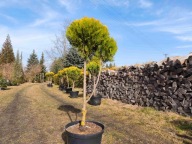 Cyprysik ciety w kulę na pniu nr 10