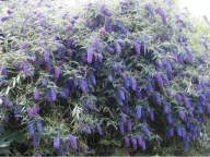 BUDLEJA 'Nanho Blue' MOTYLI KRZEW SADZONKA L !! Buddleja davidii