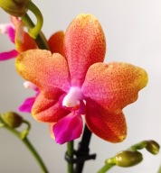 PHALENOPSIS storczyk multiflora magical/ bronze buddha bolgheri