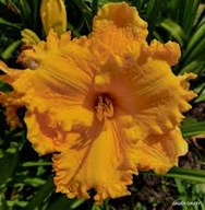 Liliowiec Gaudy Gaudy