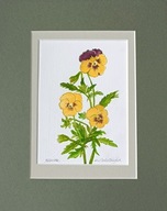 bratek botanika kwiaty martwa natura akwarela na papierze