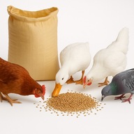 Ziarno paszowe dla kur niosek 1 kg pszenica