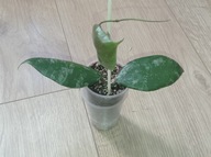 Hoya Hoja CAUDATA SPLASH ukorzeniona