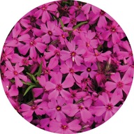 Floks Phlox subulata Mc Daniels Cushion KWITNĄCE JUŻ WCZESNĄ WIOSNĄ
