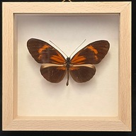 Motyl w gablotce Heliconius Melpomene Meriana