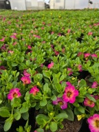 Million Bells Summer