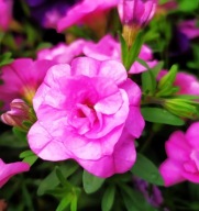 Calibrachoa M.Fam. Uno Double PinkMania ZWISAJĄCE KWIATY DO SKRZYNEK