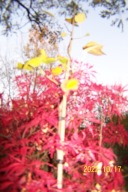 Tulipanowiec wąsko kolumnowy szczepiony inny