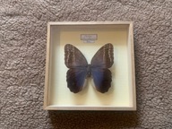 Motyl w ramce 18x18 cm - CALIGO Placidianus - PERU