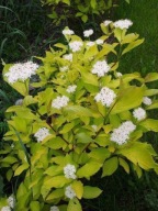 Dereń Biały Aurea P9