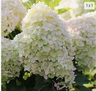 HORTENSJA BUKIETOWA ,,PHANTOM"" MEGA DUŻY BIAŁY KWIAT