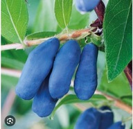 Jagoda kamczacka ,, JOLANTA" samo zdrowie Sadzonka w doniczce