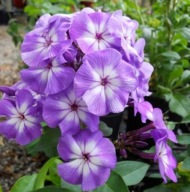 Laura Phlox paniculata Floks fioletowy sadzonka
