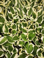 Funkia "PATRIOT" Hosta sadzonka