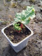 RABARBAR LIDER sadzonka