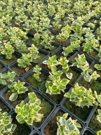 Trzmielina biała Emerald Gaiety w doniczce P9 dobrze ukorzenione