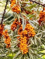 Rokitnik Nivelana (hippophae nivelena) P9 25cm