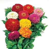 CYNIA DALIA MIX KOLORY PEŁNE SADZONKI 100 SZTUK PO 1 ZŁ Z GOŁYM KORZENIEM