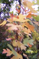 Tulipanowiec Toma szczepiony karłowy drzewny inny