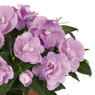 Niecierpek PÓŁ PEŁNY New-Guinea Wild Romance LAVENDER piękne KWIATY