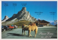 WŁOCHY - PASSO GIAU - DOLOMITY - GÓRY - KOŃ - KONIE