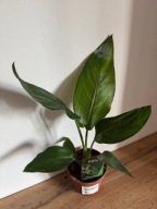 Strelicja królewska Strelitzia REGINAE P13 ~30 cm