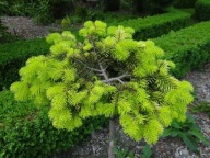 UNIKAT DLA KOLEKCJONERÓW Jodła kaukaska 'Sunychi' Abies nordmanniana