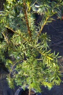 Cis zimozielony szczepiony kaskadowy pienny stary12letni okaz na taeas inny