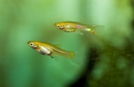 6 młodych samic Gupika Endlera Poecilia Wingei odmiana Gold
