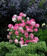 Hortensja Diamond Rouge (hydrangea paniculata 'Diamond Rouge') C3 20/30cm