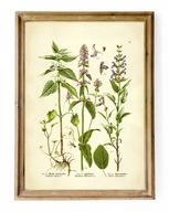 ZIOŁA, reprint starej grafiki, SZAŁWIA, obraz vintage do kuchni A3