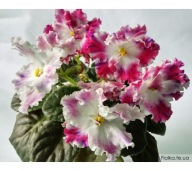 Fiołek afrykański# VV-Torsíone Pole # sadzonka