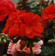 Pelargonia zonale Moonlight Vanessa NOWA ODMIANA