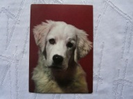 PIES OWCZAREK PODHALANSKI