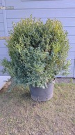 Bukszpan sadzonka w pojemniku 20 litrów wysokość 50 cm.