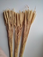 tymotka naturalna suszona susz krajowy zboże bukiet palmy