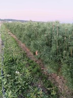 sosna pospolita sadzonki 50-70 cm komplet 50 sztuk