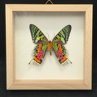 Motyl w gablotce Chrysiridia Rhipheus spód 4