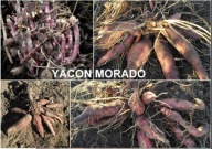 TOPINAMBUR/ YACON JABŁKO ZIEMI SADZONKI ROZMNÓŻKI BULWY - MORADO 2 X