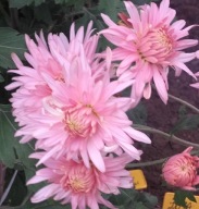 CHRYZANTEMA ZIMUJĄCA ## GOLDEN SASY RÓŻ ##### ODMIANA KŁĄCZOWA