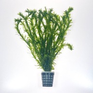 Moczarka roślina akwariowa PLANTIS