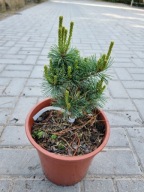 Sosna drobnokwiatowa Pinus parviflora 'Nellie D' NA BIG BONSAI