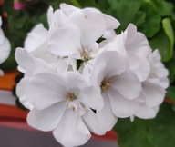 Pelargonia INTERSPECIFIC Calliope M White