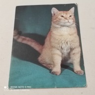 POCZTOWKA KOT KRÓDKOWŁOSY PRĘGOWANY RUDY