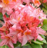 Azalia wielkokwiatowa ,,PINK DELIGHT" Nietuzinkowa RÓŻOWA