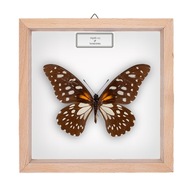 Motyl w gablotce Papilio rex