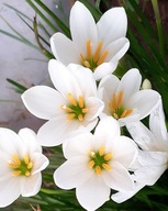 Czosnek biały ogrodowy sadzonka p9 wsadzamy po 3 sztuki wieloletni