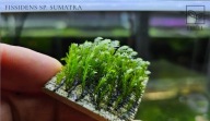 Fissidens Sumatra – Prawdziwa perła w Twoim akwarium! 15 gałązek od fibell