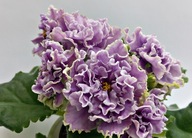 FIOŁEK AFRYKAŃSKI ### AV DAMASKAJA ROZA ### 1LIŚĆ