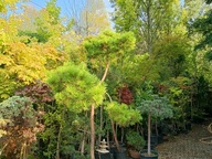 sosna bonsai niwak szczepiona okaz 220cm wysokości inna